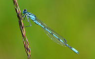 Common Blue Damselfly (Enallagma cyathigerum)